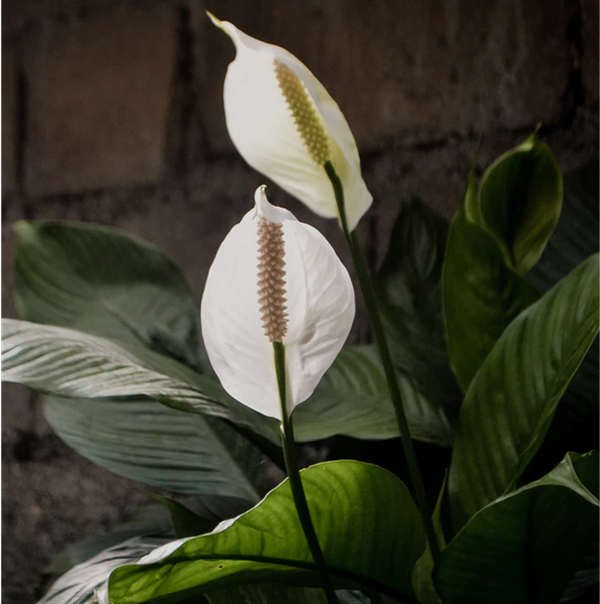 peace lily toronto SPATHIPHYLLUM - PEACE LILY 200mm