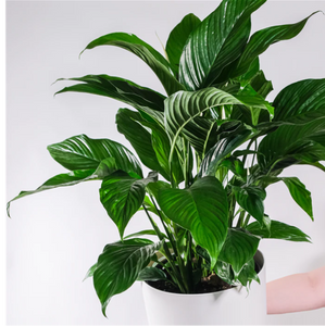 SPATHIPHYLLUM - PEACE LILY 200mm