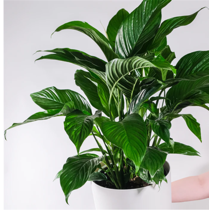 SPATHIPHYLLUM - PEACE LILY 200mm