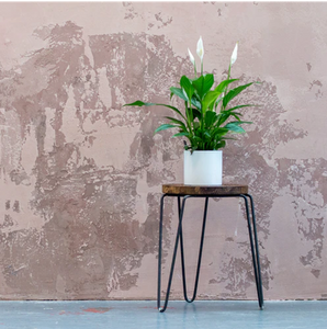 SPATHIPHYLLUM - PEACE LILY 200mm