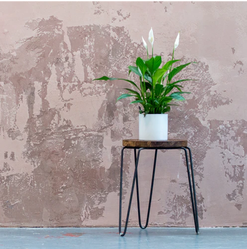 SPATHIPHYLLUM - PEACE LILY 200mm