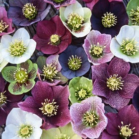 Flowering Plants