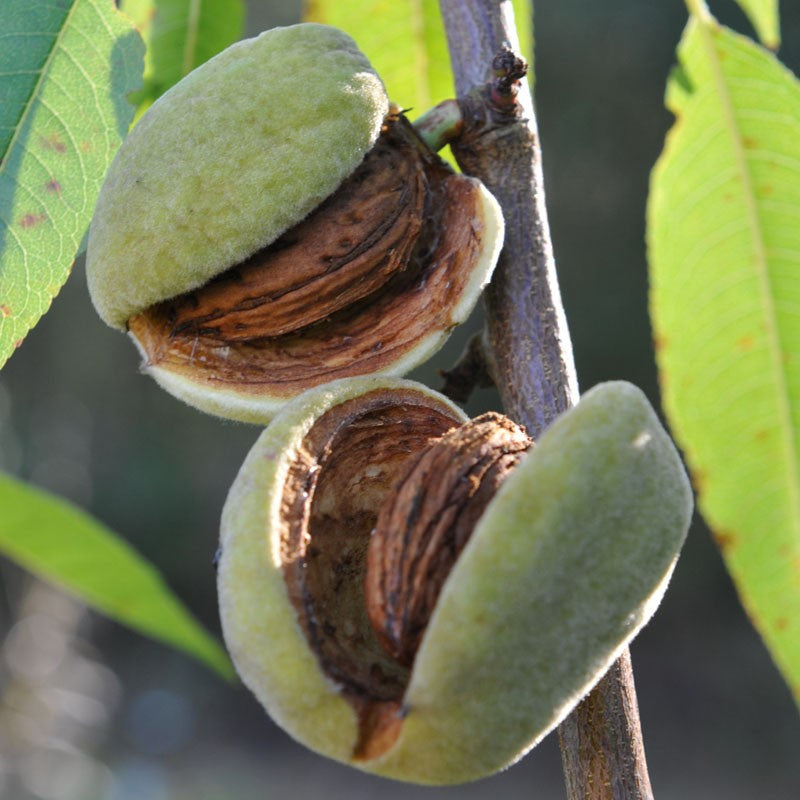 PRE ORDER - ALMOND DWARF SELF POLLINATING - Bare Rooted