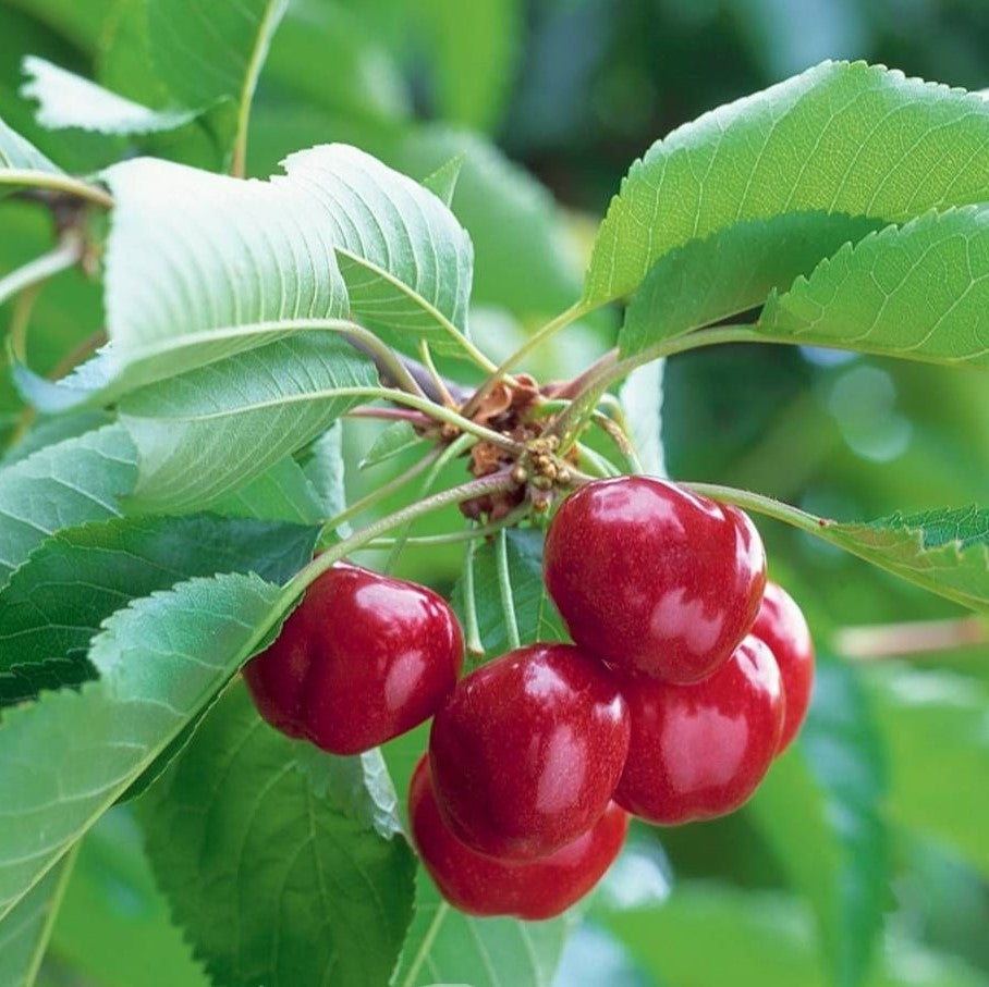 PRE ORDER -CHERRY STARKRIMSON - BARE ROOTED