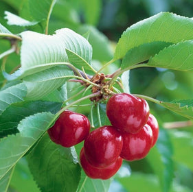 Cherries