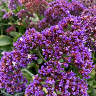 LIMONIUM BLUE / PURPLE