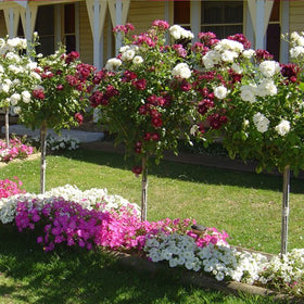 Shipping Roses Bagged