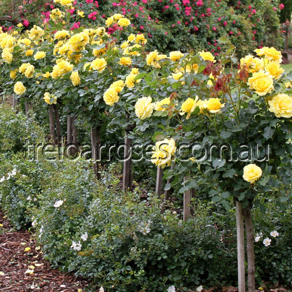 PRE ORDER - STD GOLD BUNNY 90CM - Bare Rooted
