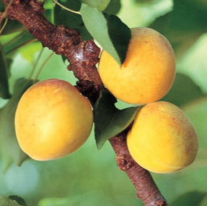 PRE ORDER - APRICOT DWARF STOREYS - BARE ROOTED