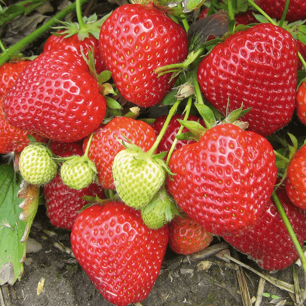 STRAWBERRY RUNNERS RED GAUNTLET PACK 10