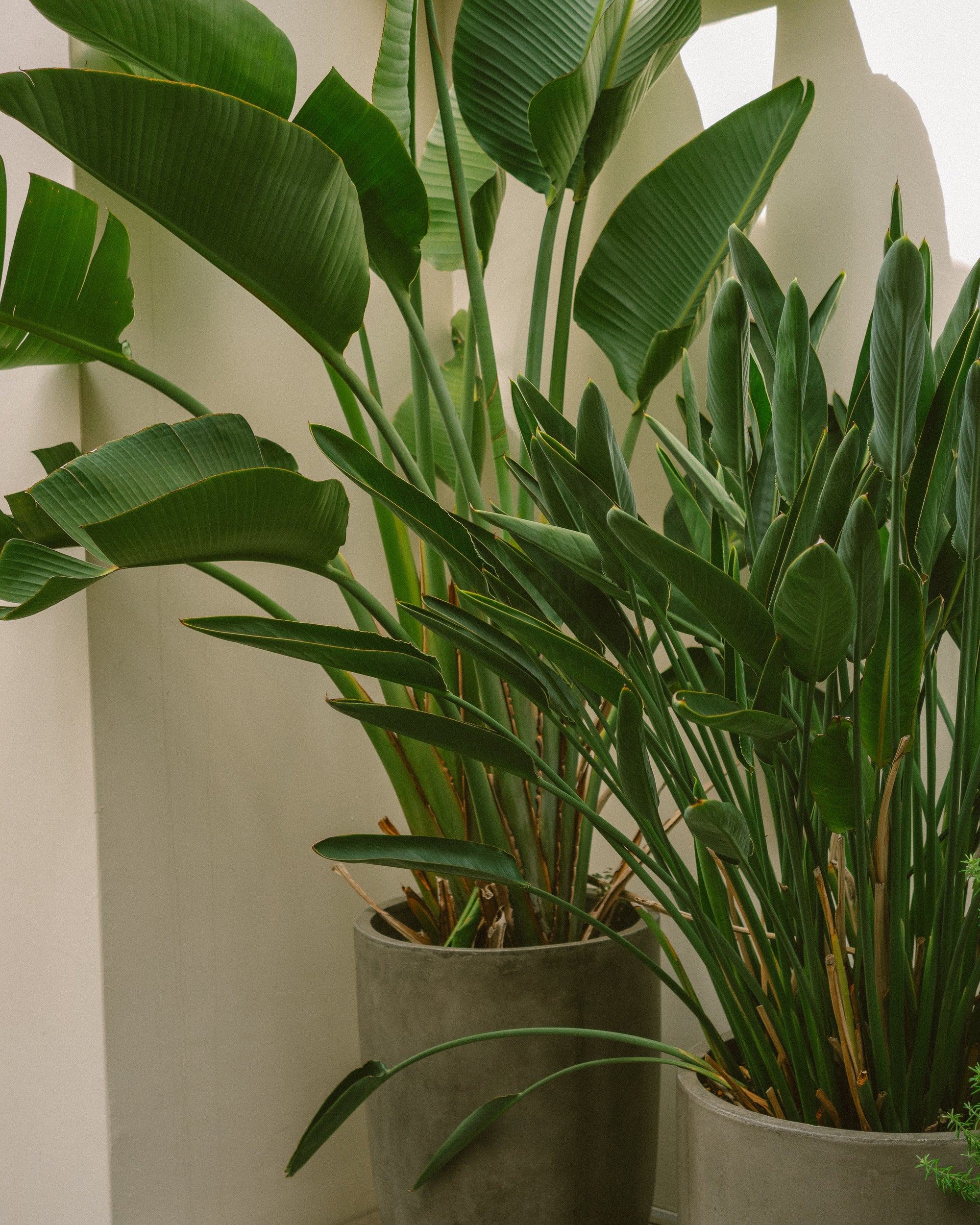 STRELITZIA REGINAE BIRD OF PARADISE 140mm