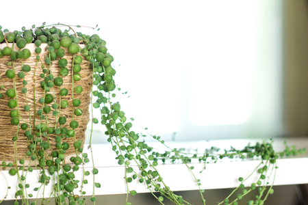 STRING OF PEARLS HANGING BASKET