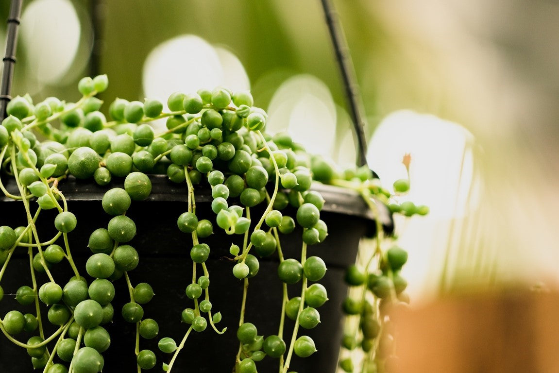 Plants