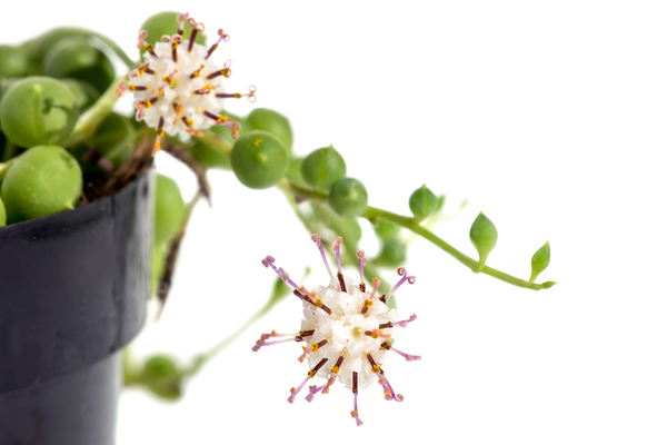 STRING OF PEARLS HANGING BASKET