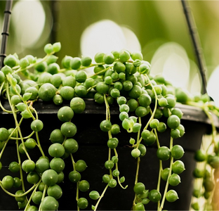 STRING OF PEARLS IMPULSE BASKET