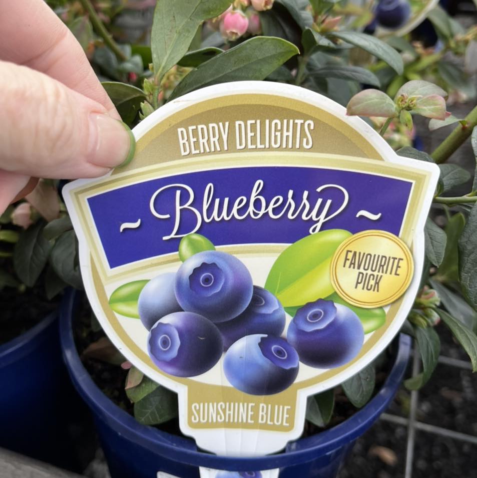 BLUEBERRY SUNSHINE BLUE