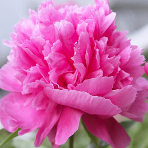 PAEONY EDULUS SUPERBA