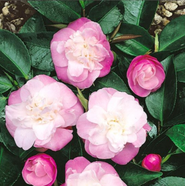 CAMELLIA SWEET JANE 170MM