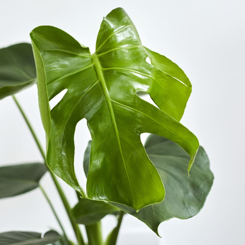 MONSTERA DELICIOSA 180mm