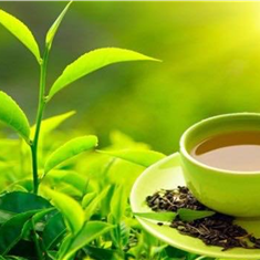 CAMELLIA SINENSIS TEA CAMELLIA