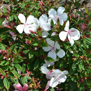 TIBOUCHINA BABY SERIES