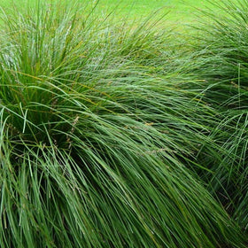 Grasses