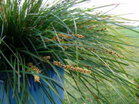 LOMANDRA TANIKA