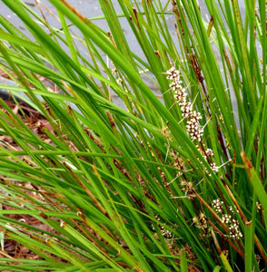 LOMANDRA TANIKA
