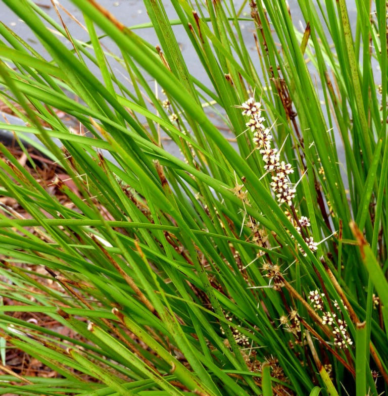 LOMANDRA TANIKA