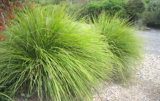 Grasses
