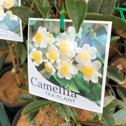 CAMELLIA SINENSIS TEA CAMELLIA