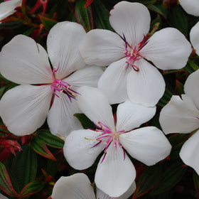 Plants