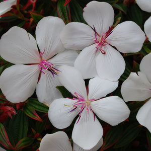 TIBOUCHINA BABY SERIES