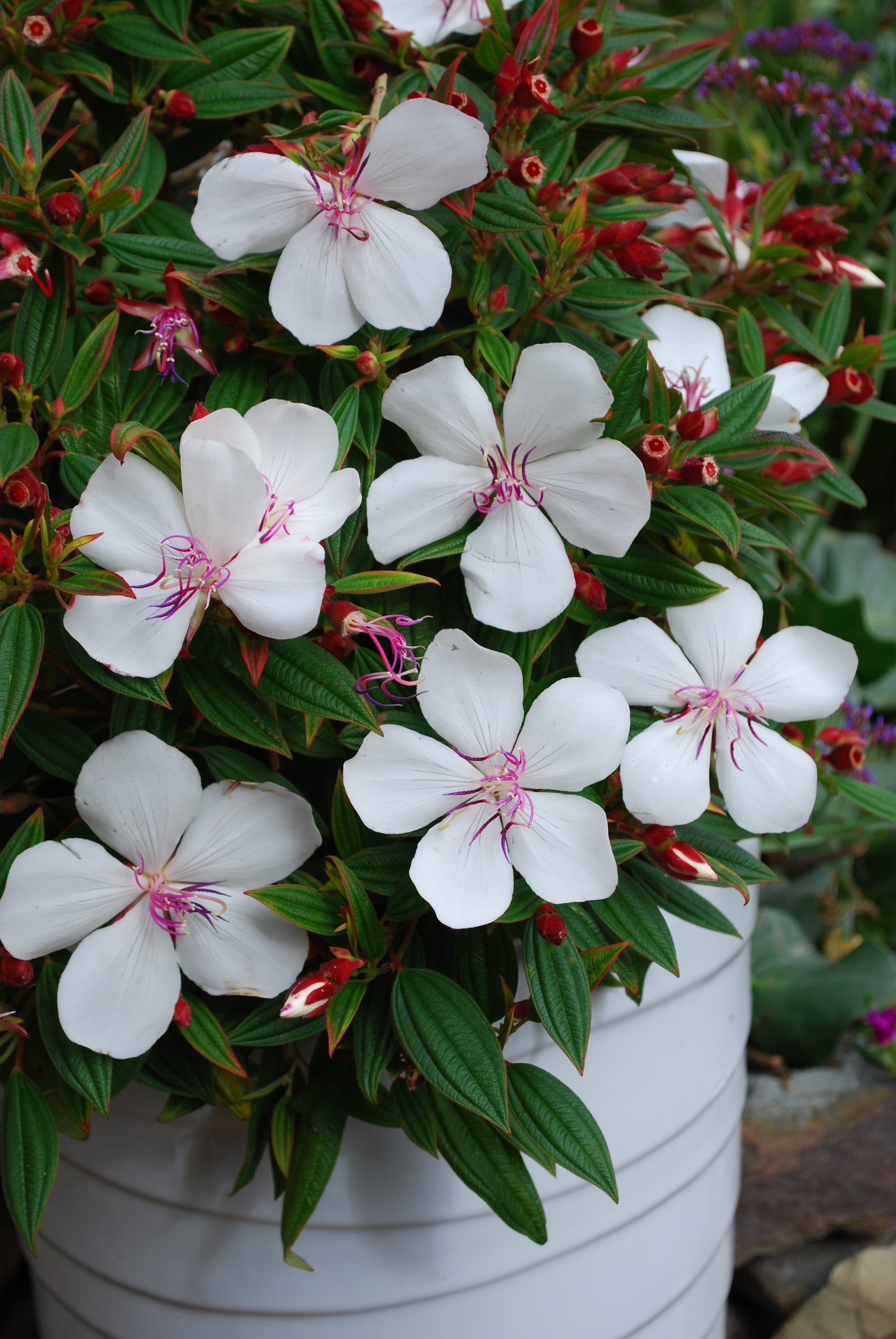TIBOUCHINA BABY SERIES