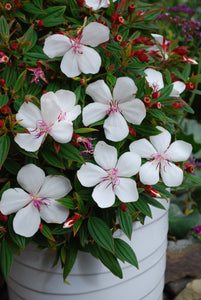 TIBOUCHINA BABY SERIES