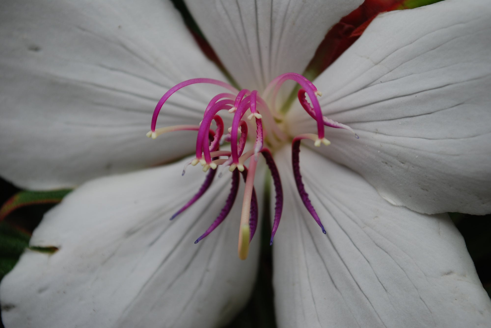 TIBOUCHINA BABY SERIES