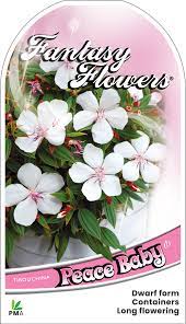 TIBOUCHINA BABY SERIES