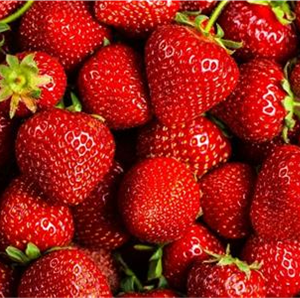 STRAWBERRY RUNNERS TIOGA PACK 10