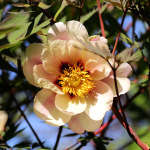 TREE PAEONY