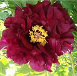 TREE PAEONY