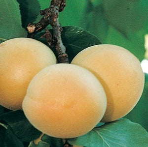 PRE ORDER - APRICOT TREVATT - BARE ROOTED