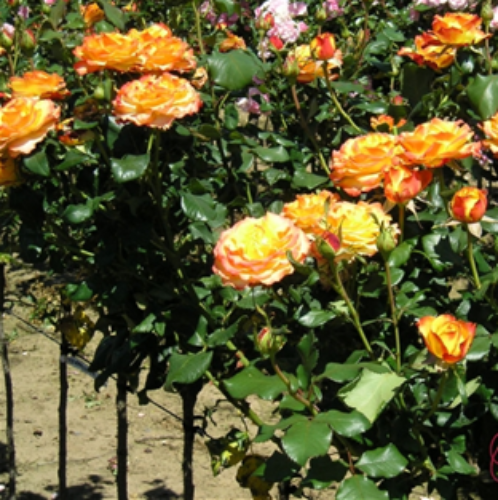 TEQUILA SUNRISE - 90cm Potted Std Rose