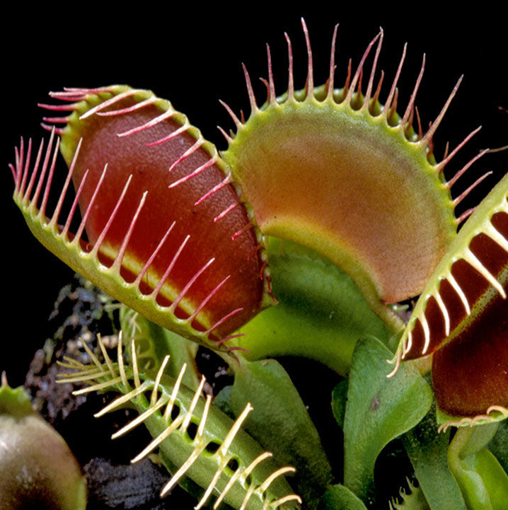 VENUS FLY TRAP 7CM