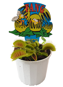 VENUS FLY TRAP 7CM