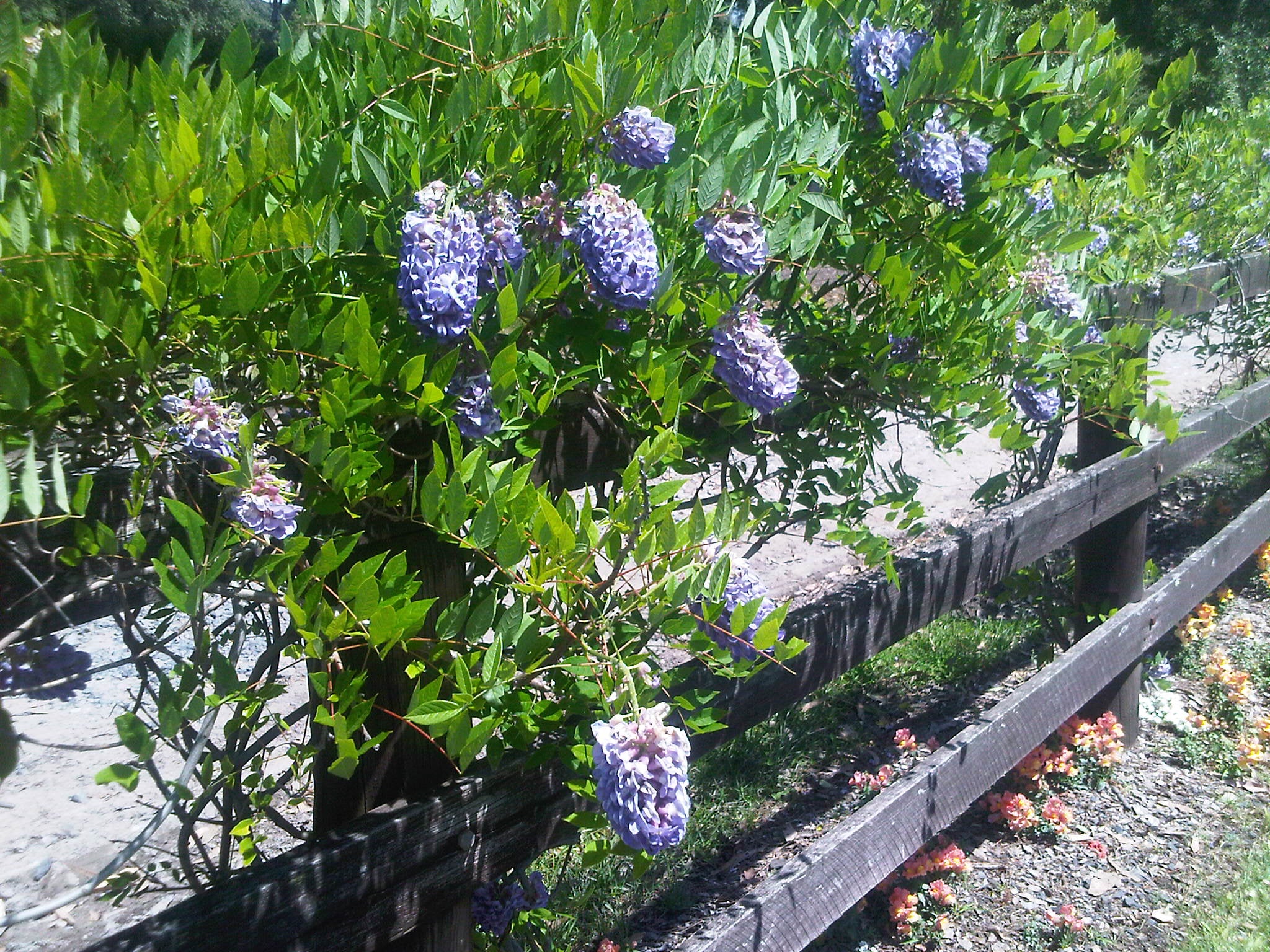 WISTERIA AMETHYST FALLS 200MM