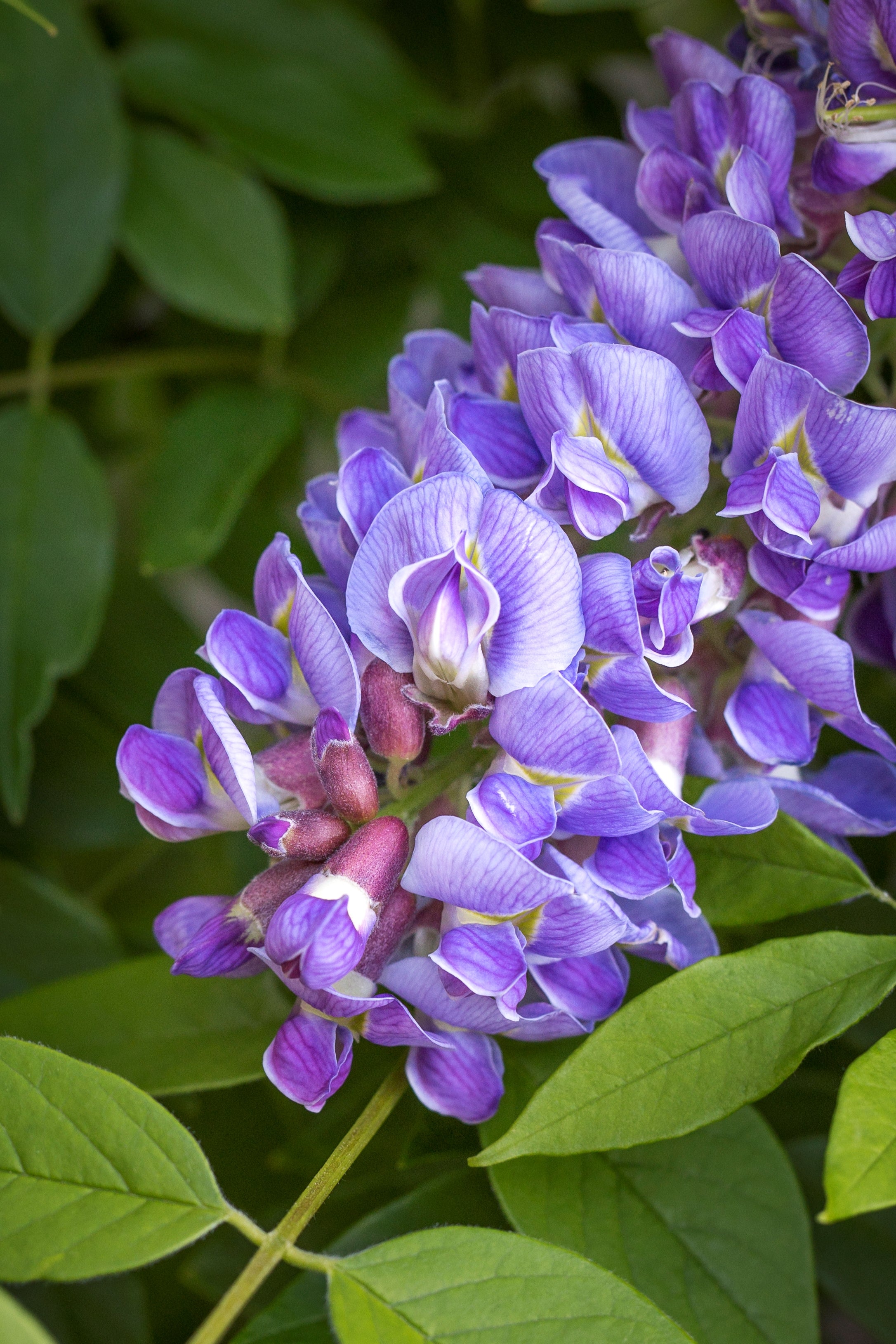 WISTERIA AMETHYST FALLS 200MM