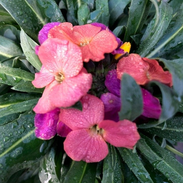 ERYSIMUM