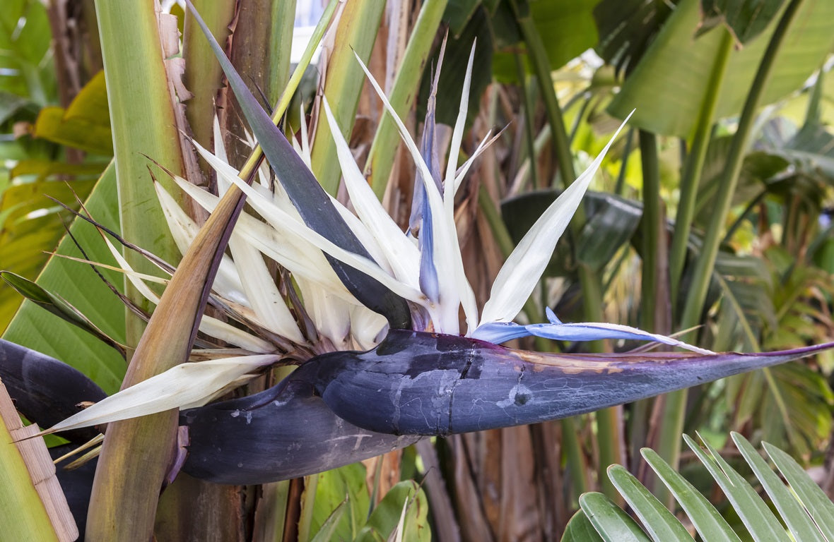 STRELITZIA NICOLAI 140MM