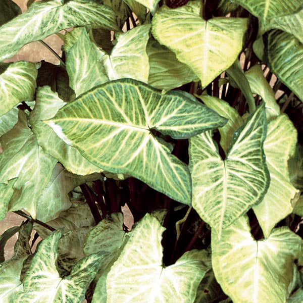 SYNGONIUM WHITE BUTTERFLY /SNOW WHITE 130MM