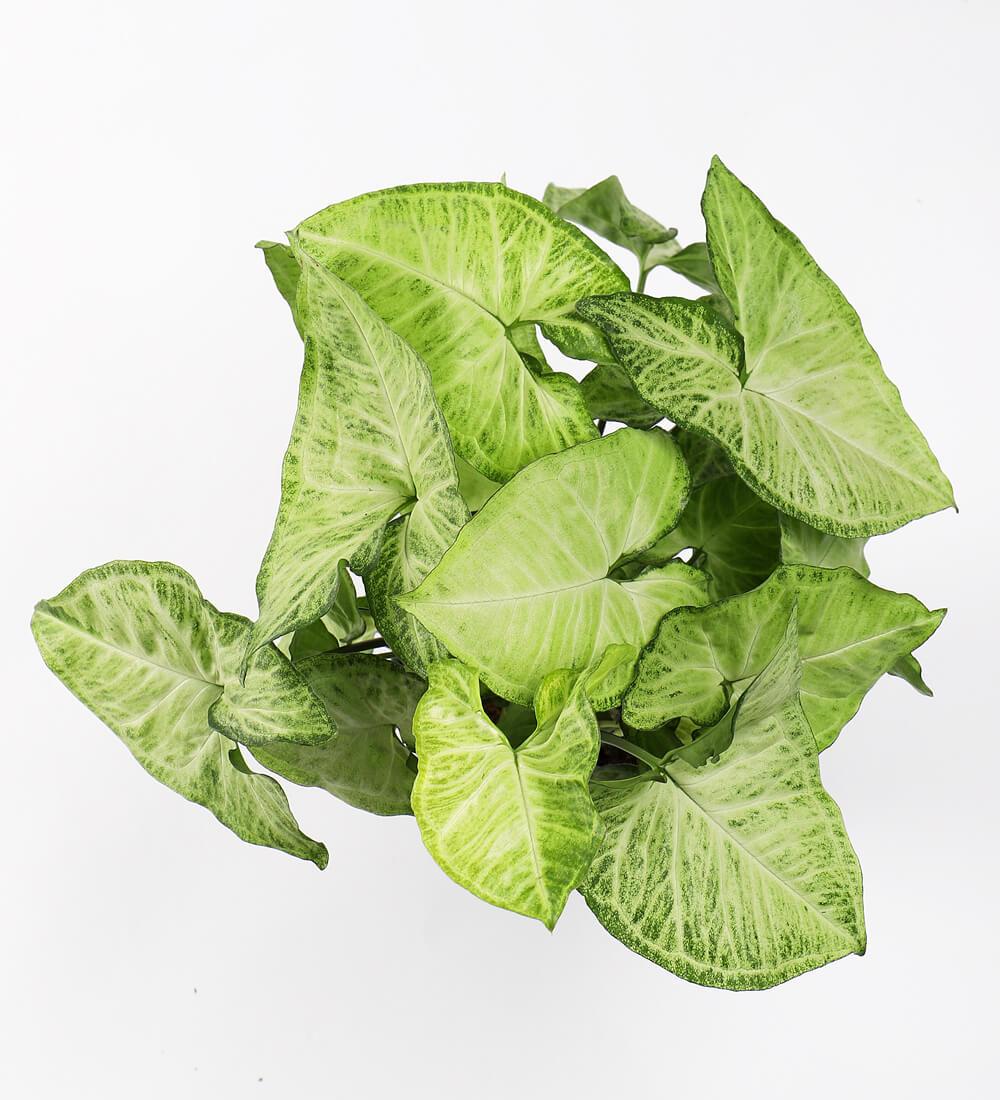 Plants